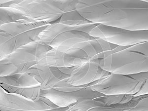 Close-up of white feathers texture in soft light