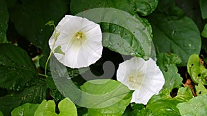 Close-up of white Field bindweed (Convolvulus arvensis) blossoms