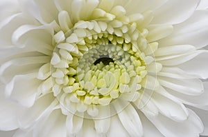 Close up of white flower