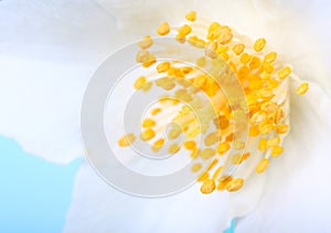 Close up of white flower