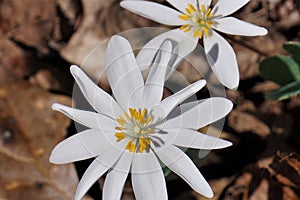 Close-up of the white flower of  Bloodroot Sanguinaria canadensis photo