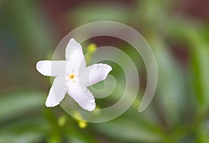 Close up white flower blossom