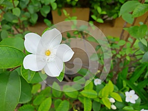 Close up of white flower on blurred background.