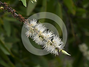 Close up white flower of Cajuput tree