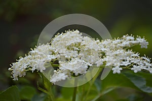 Close up of white flower cluster