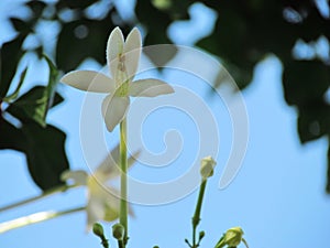 Close up White flower of Cork Tree, Indian Cork, Millingtonia hortensis, aromatic and medicinal extract