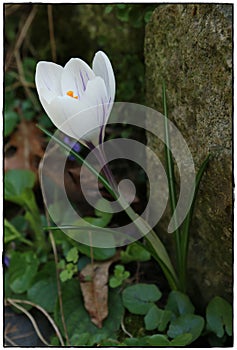 Close up white flower of Crocus