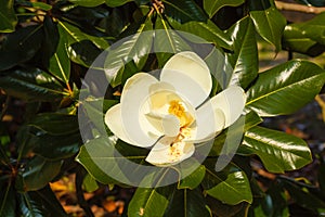 Close-up of white flower of magnolia grandiflora with its pistol