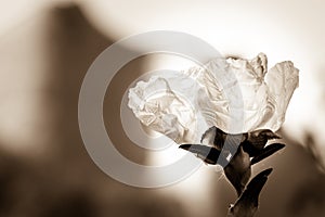 View of a Jara flower with the mountains of Las Medulas in the background. photo