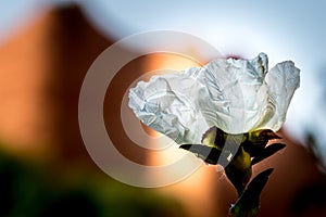 View of a Jara flower with the mountains of Las Medulas in the background. photo