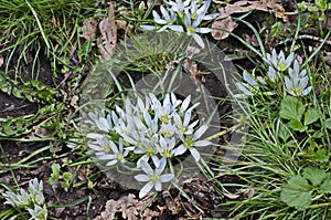 Close up of white  flower Ornithogalum umbellatum also Star of Bethlehem Grass Lily, Nap-at-Noon, Eleven-o clock Lady in garden