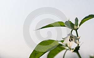Close up white flower pepper in field plant agriculture farm.