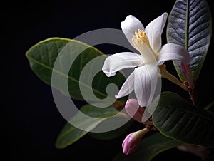 Close-up of white flower with pink edges, sitting on top of green leaves. The flower is surrounded by dark background