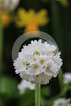 Close up of a white flower of Primula denticulata