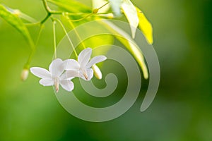 close up of white flower(Wrightia religiosa ,Apocynaceae)