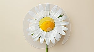 A close up of a white flower with a yellow center