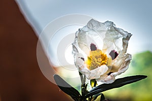 View of a Jara flower with the mountains of Las Medulas in the background. photo