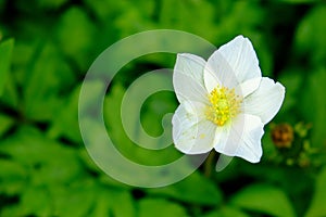 A close up of a white flower with a yellow center, surrounded by green leaves. Beautiful white anemone flower shot with blur