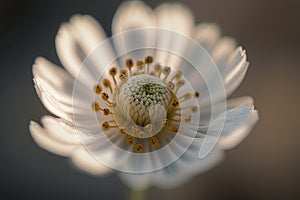 a close up of a white flower with yellow stamen.