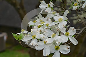 Close-up of White Flowering Dogwood Flowers