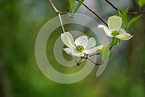 Close-up of White Flowering Dogwood Flowers