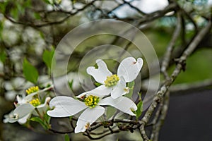 Close-up of White Flowering Dogwood Flowers
