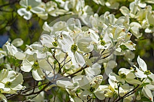 Close-up of White Flowering Dogwood Flowers