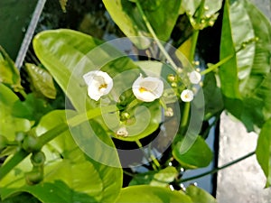 Close-up, of white flowering paeonia obovata plant