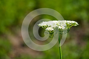A close-up of a white flowering plant with a green stem, set against a blurred green background