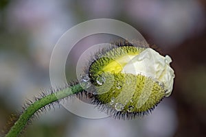 Close up of white flowering poppy bud with water drop, papaver