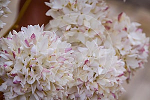 Close-Up Of White Flowers photo