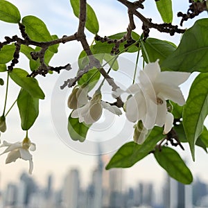 Close-up, white flowers, blurred skyscrapers background, Bangkok