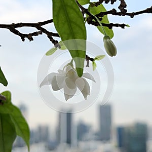 Close-up, white flowers, blurred skyscrapers background, Bangkok