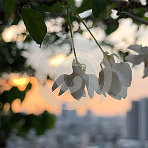 Close-up, white flowers, blurred skyscrapers, Bangkok, sunset