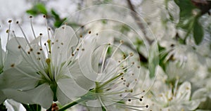 Close up white flowers cherry tree blossom. Macro white flowers blooming