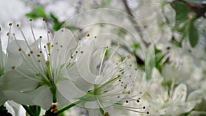 Close up white flowers cherry tree blossom. Macro white flowers blooming