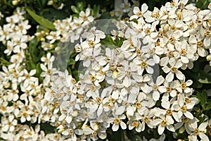 Close-up of white flowers of Choisya ternata