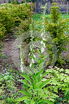 Close up of white flowers of Digitalis plant, commonly known as foxgloves, in full bloom and green grass in a sunny spring garden