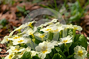 Close-up of white flowers of forest Common Primrose Primula acaulis or primula vulgaris