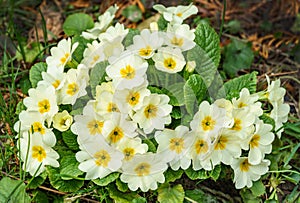 Close-up of white flowers of forest Common Primrose Primula acaulis or primula vulgaris. Spring concept of waking nature