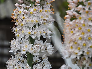 Close-up of the white flowers of the giant steppe Lily