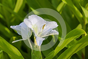 Close-up of white flowers of the ginger lily Hedychium coronarium, also known as white garland-lily