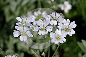 The close-up white flowers on a green background.