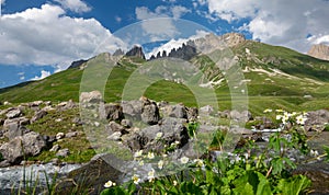 CLOSE UP: White flowers grow by the mountain stream in the beautiful French Alps