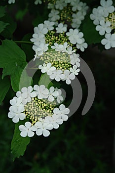 A close up of white flowers of guelder rose (Viburnum opulus), selective focus