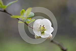 Close up White flowers of Japanese Quince. Floral spring background, selective focus