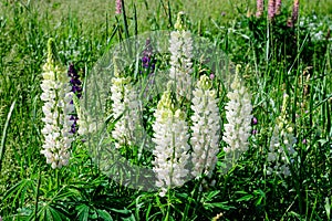 Close up of white flowers of Lupinus, commonly known as lupin or lupine, in full bloom and green grass in a sunny spring garden,