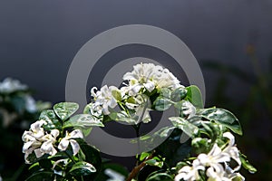 Close up white flowers of  Murraya paniculata or Orange Jessamine In the morning
