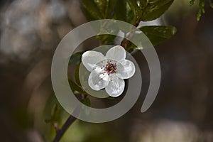 Close up of white flowers of Philadelphus coronarius