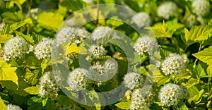 Close-up of white flowers Physocarpus opulifolius Nugget or Ninebark with golden leaves on blurred background. photo